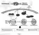 Fig. 27 - COMBINATIONS OF TANNASE AND PROBIOTIC FORMULATIONS AND METHODS OF USE FOR IMPROVING TANNIN METABOLISM