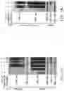 Fig. 10 - Method for preventing or treating metabolic disorder
