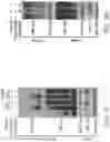 Fig. 13 - Method for preventing or treating metabolic disorder