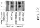 Fig. 19 - Method for preventing or treating metabolic disorder