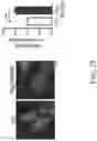 Fig. 21 - Method for preventing or treating metabolic disorder