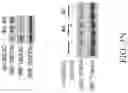 Fig. 30 - Method for preventing or treating metabolic disorder