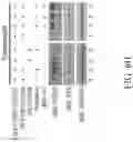 Fig. 60 - Method for preventing or treating metabolic disorder