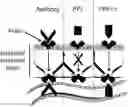 Fig. 01 - METHODS AND PHARMACEUTICAL COMPOSITIONS FOR INDUCING IMMUNE TOLERANCE BY MUCOSAL VACCINATION WITH FC-COUPLED ANTIGENS