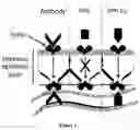Fig. 02 - METHODS AND PHARMACEUTICAL COMPOSITIONS FOR INDUCING IMMUNE TOLERANCE BY MUCOSAL VACCINATION WITH FC-COUPLED ANTIGENS