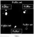 Fig. 03 - METHODS AND PHARMACEUTICAL COMPOSITIONS FOR INDUCING IMMUNE TOLERANCE BY MUCOSAL VACCINATION WITH FC-COUPLED ANTIGENS