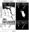 Fig. 04 - METHODS AND PHARMACEUTICAL COMPOSITIONS FOR INDUCING IMMUNE TOLERANCE BY MUCOSAL VACCINATION WITH FC-COUPLED ANTIGENS