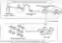 Fig. 01 - CYTOTOXIC T LYMPHOCYTES SPECIFIC FOR MUTATED FORMS OF EPIDERMAL GROWTH FACTOR RECEPTOR FOR USE IN TREATING CANCER
