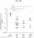Fig. 04 - CYTOTOXIC T LYMPHOCYTES SPECIFIC FOR MUTATED FORMS OF EPIDERMAL GROWTH FACTOR RECEPTOR FOR USE IN TREATING CANCER