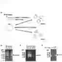 Fig. 03 - DELIVERY OF BACTERIA-DERIVED OUTER MEMBRANE VESICLES