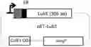 Fig. 01 - METHOD FOR THE PRODUCTION OF OUTER MEMBRANE VESICLES AND IMMUNOGENIC COMPOSITIONS THEREOF