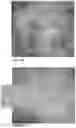 Fig. 15 - Compositions, methods and uses for thermally stable multi-targeted antigens