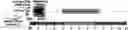 Fig. 01 - INFLUENZA VACCINE COMPOSITION BASED ON NOVEL NUCLEIC ACID