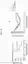 Fig. 13 - INFLUENZA VACCINE COMPOSITION BASED ON NOVEL NUCLEIC ACID