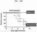 Fig. 16 - INFLUENZA VACCINE COMPOSITION BASED ON NOVEL NUCLEIC ACID