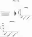 Fig. 17 - INFLUENZA VACCINE COMPOSITION BASED ON NOVEL NUCLEIC ACID