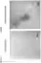 Fig. 04 - NOVEL INFLUENZA ANTIGENS