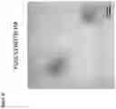 Fig. 05 - NOVEL INFLUENZA ANTIGENS