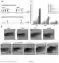 Fig. 04 - Immunopotentiator, immunotherapeutic pharmaceutical composition and its preparation and use