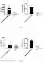 Fig. 24 - Immunopotentiator, immunotherapeutic pharmaceutical composition and its preparation and use