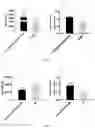 Fig. 27 - Immunopotentiator, immunotherapeutic pharmaceutical composition and its preparation and use