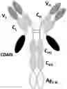 Fig. 01 - RECOMBINANT PROTEINS WITH CD40 ACTIVATING PROPERTIES