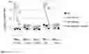 Fig. 07 - RECOMBINANT PROTEINS WITH CD40 ACTIVATING PROPERTIES