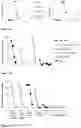 Fig. 11 - RECOMBINANT PROTEINS WITH CD40 ACTIVATING PROPERTIES
