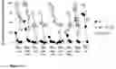 Fig. 12 - RECOMBINANT PROTEINS WITH CD40 ACTIVATING PROPERTIES
