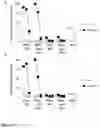 Fig. 13 - RECOMBINANT PROTEINS WITH CD40 ACTIVATING PROPERTIES