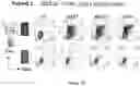 Fig. 16 - RECOMBINANT PROTEINS WITH CD40 ACTIVATING PROPERTIES