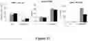 Fig. 21 - RECOMBINANT PROTEINS WITH CD40 ACTIVATING PROPERTIES