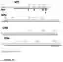 Fig. 29 - RECOMBINANT PROTEINS WITH CD40 ACTIVATING PROPERTIES