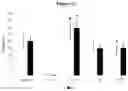 Fig. 12 - POLYMER SYSTEM FOR OPHTHALMIC DRUG DELIVERY