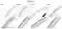 Fig. 14 - POLYMER SYSTEM FOR OPHTHALMIC DRUG DELIVERY