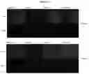 Fig. 26 - POLYMER SYSTEM FOR OPHTHALMIC DRUG DELIVERY