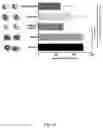 Fig. 13 - Novel Complex Comprising A Cell Penetrating Peptide, A Cargo And A TLR Peptide Agonist For Treatment Of Glioblastoma