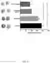 Fig. 14 - Novel Complex Comprising A Cell Penetrating Peptide, A Cargo And A TLR Peptide Agonist For Treatment Of Glioblastoma
