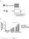 Fig. 51 - Novel Complex Comprising A Cell Penetrating Peptide, A Cargo And A TLR Peptide Agonist For Treatment Of Glioblastoma