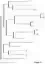 Fig. 12 - RNA Aptamers and Uses Thereof