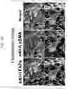 Fig. 13 - PEPTIDE AND USE THEREOF