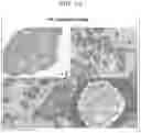 Fig. 15 - PEPTIDE AND USE THEREOF