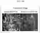 Fig. 16 - PEPTIDE AND USE THEREOF