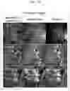 Fig. 19 - PEPTIDE AND USE THEREOF