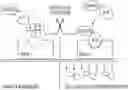 Fig. 01 - Methods and compositions using peptides and proteins with c-terminal elements