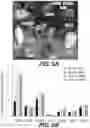 Fig. 09 - Methods and compositions using peptides and proteins with c-terminal elements