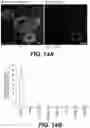 Fig. 16 - Methods and compositions using peptides and proteins with c-terminal elements
