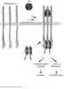 Fig. 17 - ANTIBODIES AND ENONOMERS