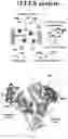 Fig. 22 - ANTIBODIES AND ENONOMERS