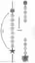 Fig. 25 - ANTIBODIES AND ENONOMERS